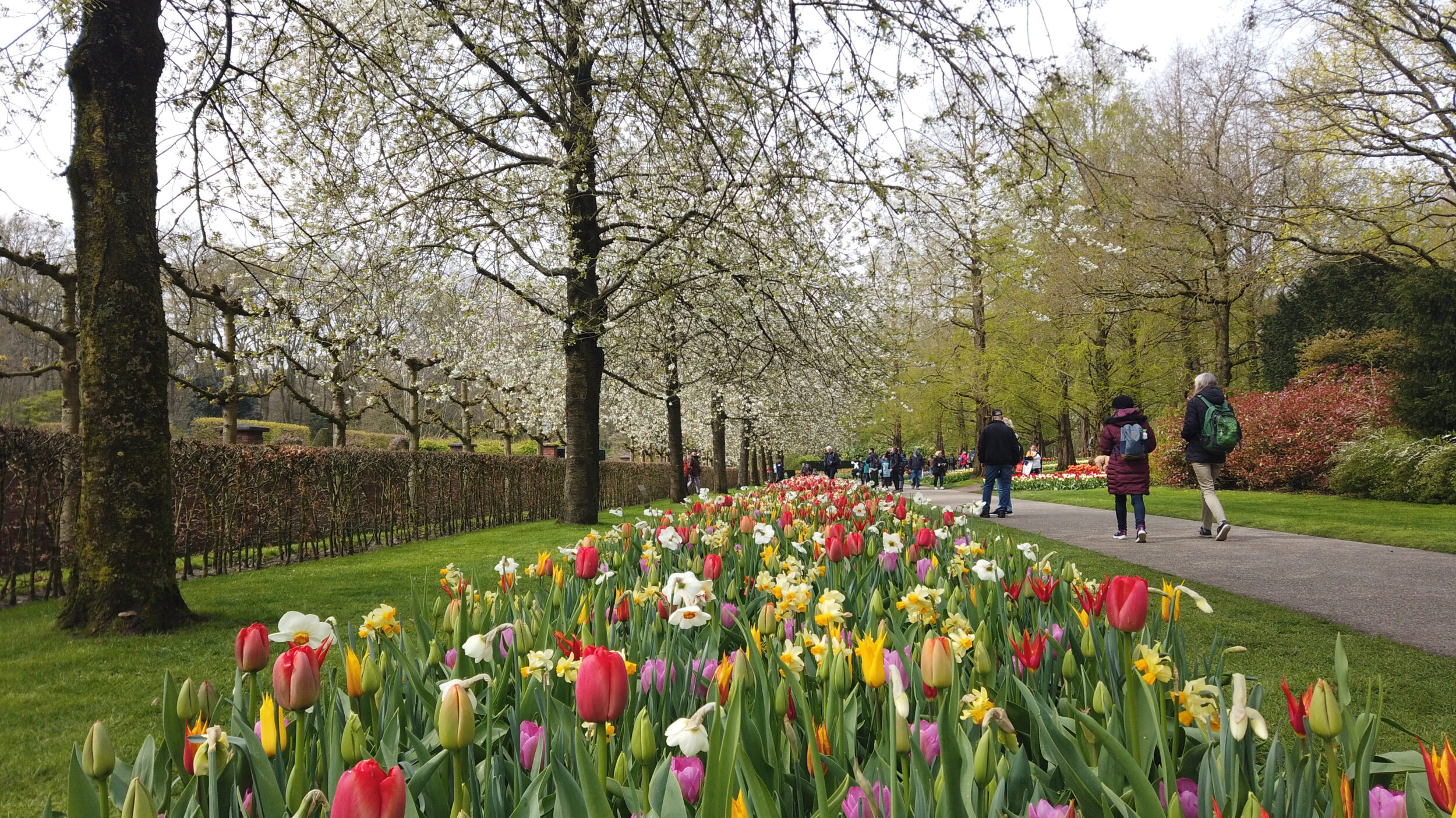 voyage hollande tulipes 2022
